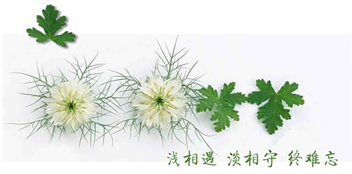 1526199719144949.jpg 19-1.jpg