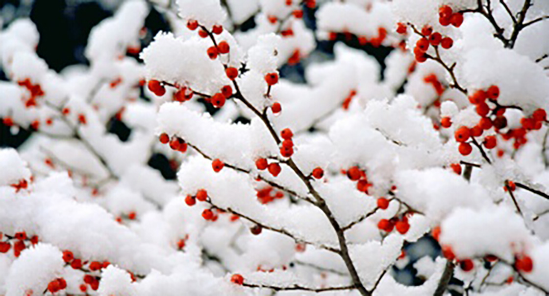 1526202252244362.jpg 25.jpg