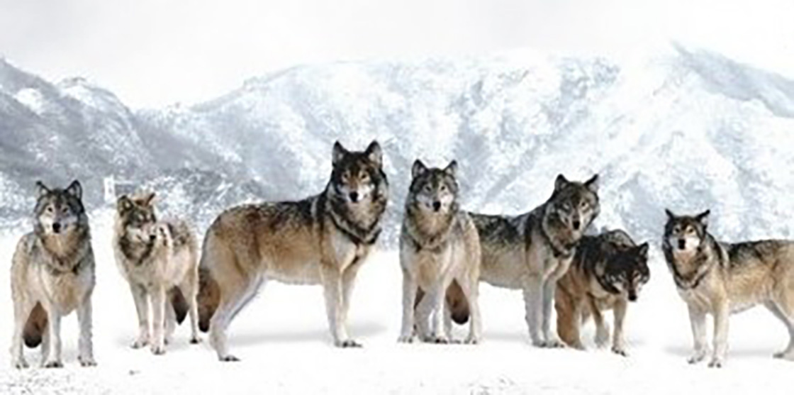 1526223783703909.jpg 06.jpg